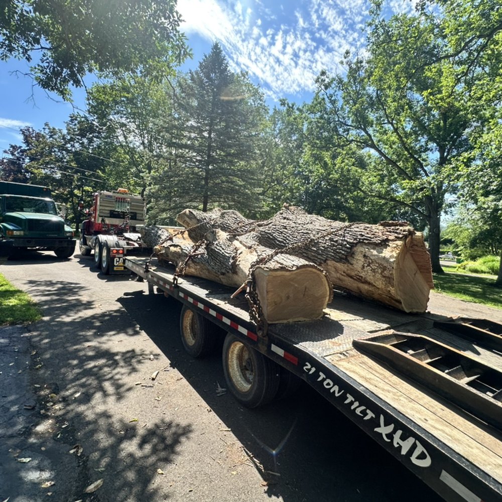 Tree Removal