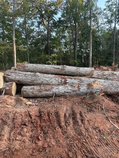 Tree Health Care