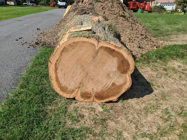 Stump Grinding
