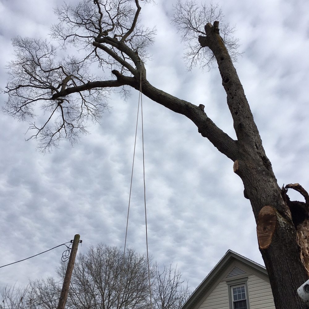 Tree Trimming