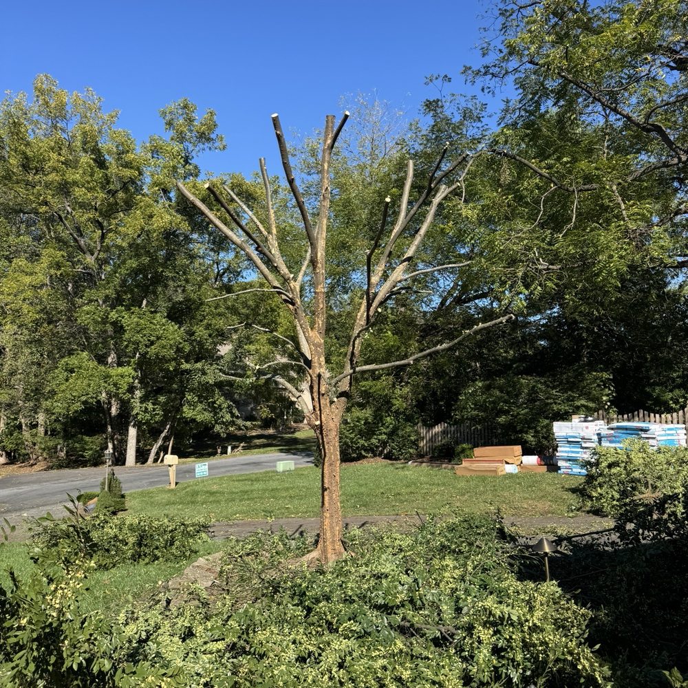 Dead Wooding